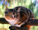 Domestic Animals and Birds: Multiple Galleries