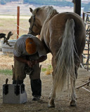 Trimming the Hoofs