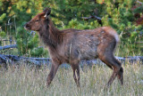 Young Elk Calf