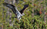 Osprey in the Canyon