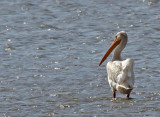 Lone Pelican
