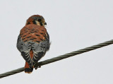 American Kestrel