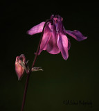 Pink Columbine