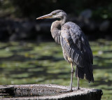 Henry the Beacon Hill Park Heron