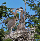 Crowded Nest