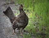 Sooty Grouse Hen and Chick (see below)