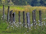 Fence and Dasies (original below)<br>Weekly Challenge #11 - Creativity