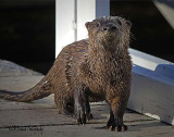...and why are you on my dock?