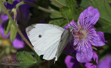 Cabbage White Butterfly