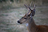 Shedding Velvet