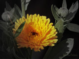  Yellow Flower