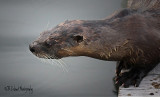 Sea Otter