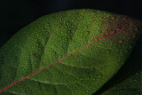 Raindrops on a Green Leaf