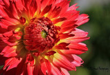 A Burst of Colour