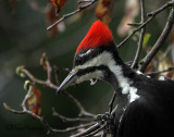 Pileated Woodpecker