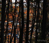 Through the Trees