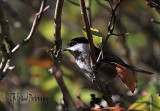 Chestnut-backed Chickadee