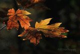 Fall Maple Leaves