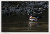 Wood Duck