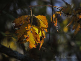 Touches of Fall - 1