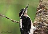 Downy or Hairy Woodpecker