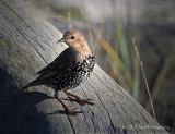 Beach Visitor