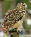 Owl @ iso 640