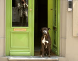 Dog-green door & my
