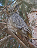 GREAT HORNED OWL