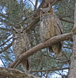 GREAT HORNED OWLS I