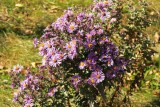 wild asters030.jpg