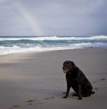The dog at the end of the rainbow ii