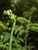 Bracken fern