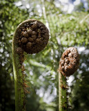 Tree Fern ii