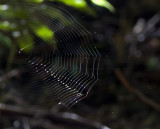 Web