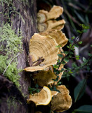 Fungus iii