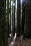 Redwood rays