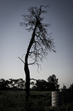 Sheepyard silhouette