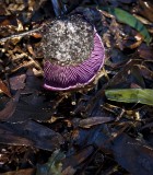 1960s-style mushroom...