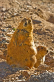 Prairie Dogs