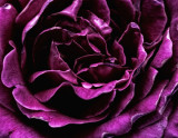 Rose from Anns Garden
