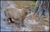 capybara, escaped from the enclosed