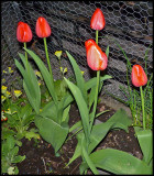for the first time a have tulip in my garden, the net is for deers.