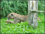 puma
