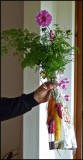 Strange bouquet with carrots roots