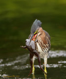 Hron Vert / Green Heron