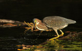 Hron Vert / Green Heron