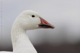 Oie des Neiges / Snow Goose