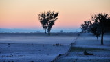 Early Morning at Bowning NSW