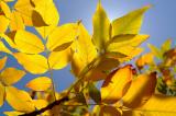 Golden Leaves